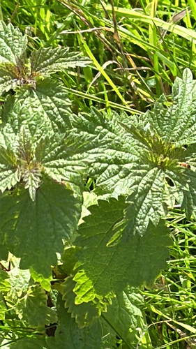 Urtica dioica, photograph 6