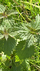 Urtica dioica, photograph author not stated, no rights reserved