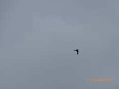 Falco tinnunculus