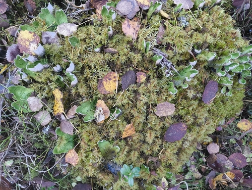 freckled pelt lichen