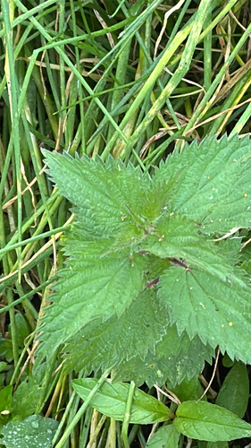 Urtica dioica, photograph 5