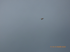 Falco tinnunculus