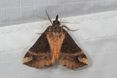 Dichromia quinqualis