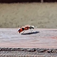Anthocomus fasciatus
