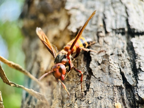 Black-tailed Hornet