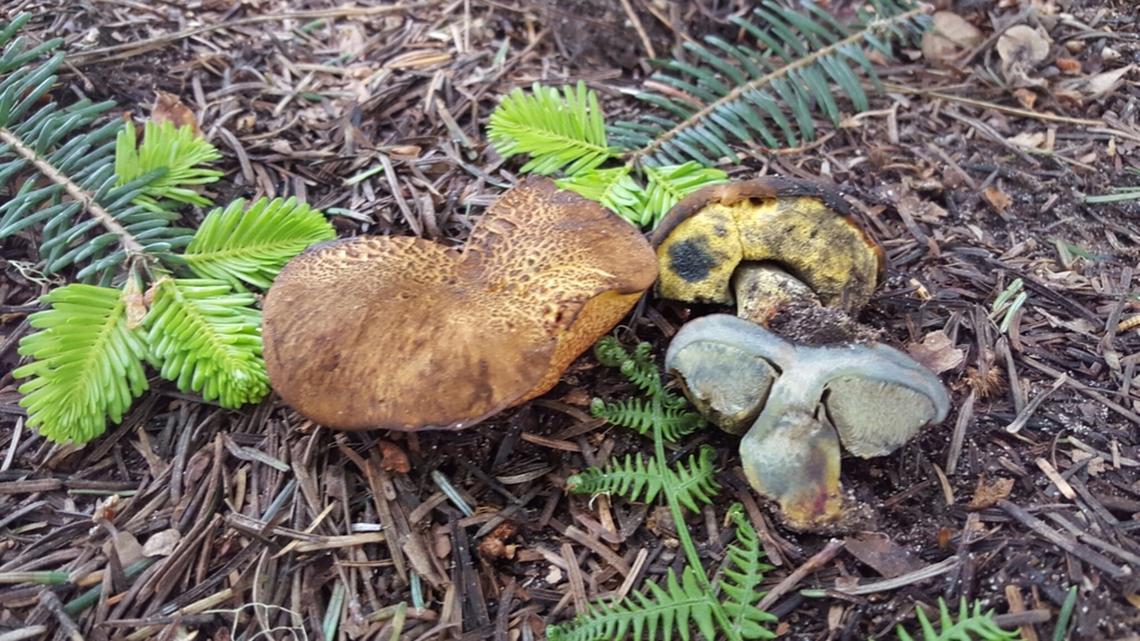 Gastroboletus