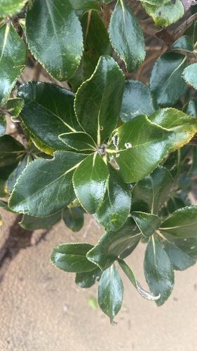 Macrolearia colensoi observed 2026-09-26