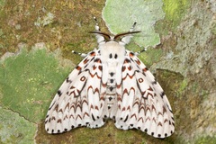 Lymantria nephrographa