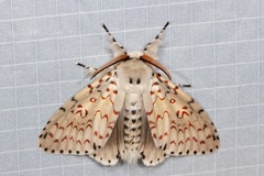 Lymantria nephrographa