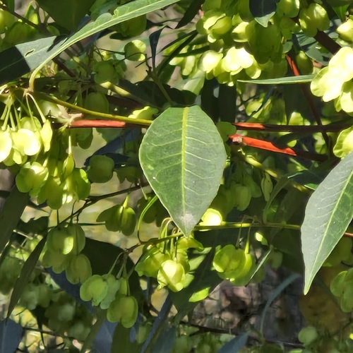 Dodonaea triquetra, photograph 4