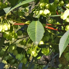 Dodonaea triquetra, photograph (c) ronavery, some rights reserved (CC BY)