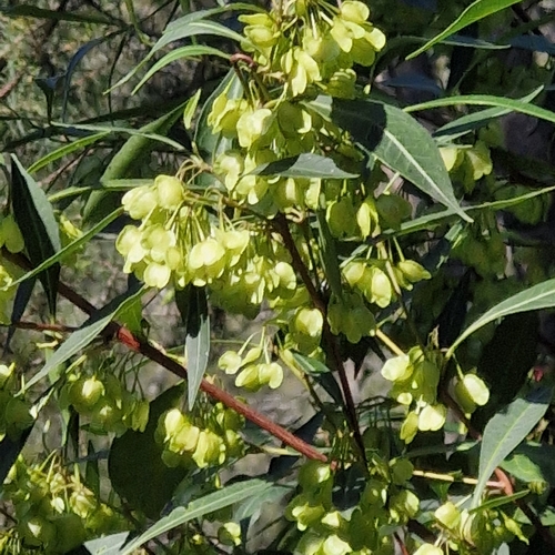 Dodonaea triquetra, photograph 5