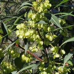 Dodonaea triquetra, photograph (c) ronavery, some rights reserved (CC BY)