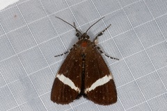 Coenotoca subaspersa