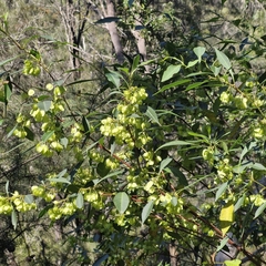 Dodonaea triquetra, photograph (c) ronavery, some rights reserved (CC BY)