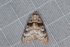 Nola euraphes