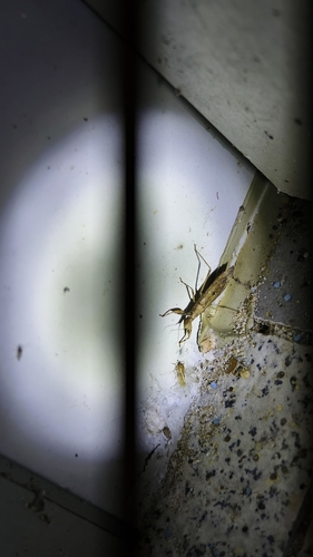 Sastrapada robustoides