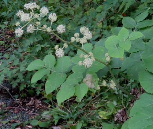 Aralia cordata observed 2026-09-25