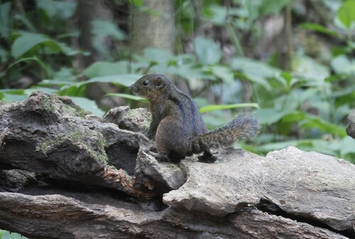 Lariscus insignis observed 2026-09-23