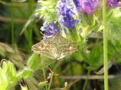 Evergestis frumentalis