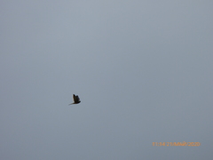 Falco tinnunculus