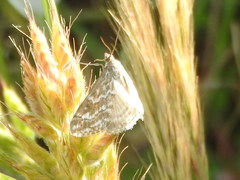 Evergestis frumentalis