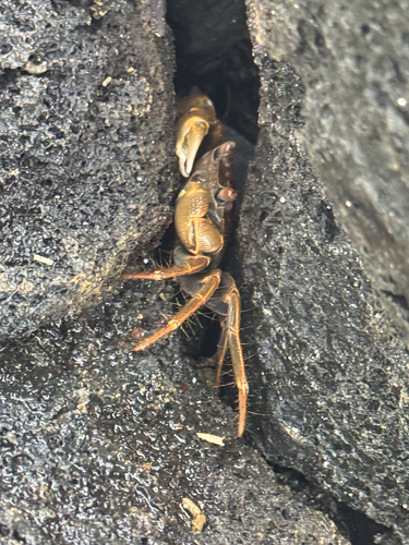 Geograpsus crinipes observed 2026-09-25