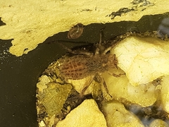 Cordulegaster boltonii