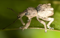 Leptopius tetraphysodes