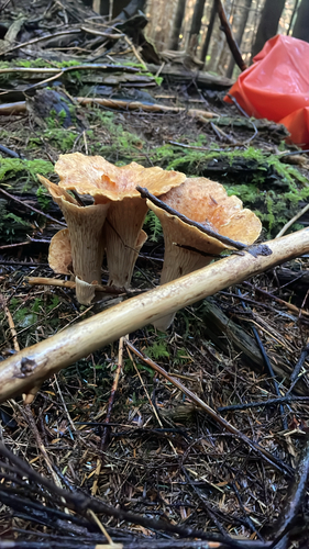 Scaly Chanterelle