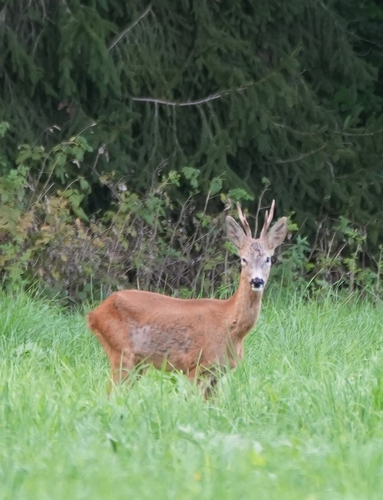 Western Roe Deer