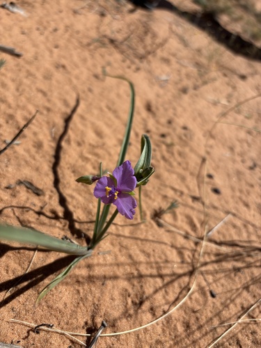 Tradescantia occidentalis