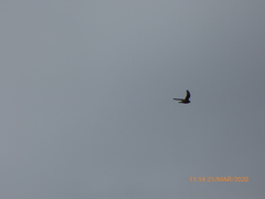 Falco tinnunculus