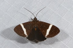 Coenotoca subaspersa