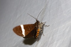 Coenotoca subaspersa