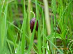 Fritillaria meleagroides