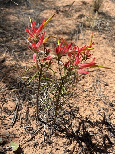 Castilleja linariifolia, photograph 1