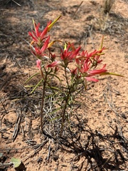 Castilleja linariifolia