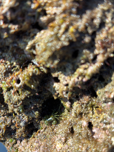 Pachygrapsus minutus observed 2026-09-26