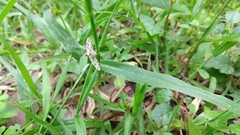 Sameodes cancellalis