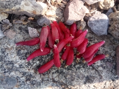 Mammillaria compressa compressa