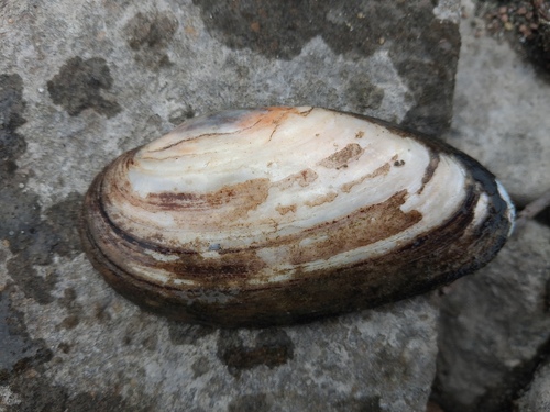 Yellow Sandshell