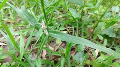 Sameodes cancellalis
