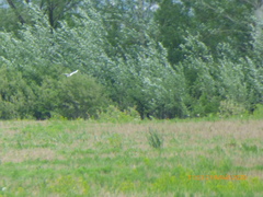 Chroicocephalus ridibundus