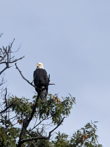Bald Eagle