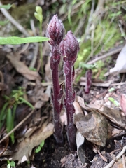Orobanche minor