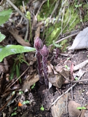 Orobanche minor, photograph (c) Lea Reeves, some rights reserved (CC BY)