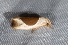 Hoplomorpha abalienella