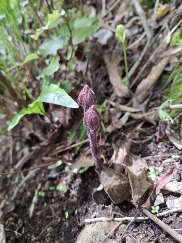 Orobanche minor, photograph 3
