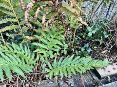 Osmundastrum cinnamomeum